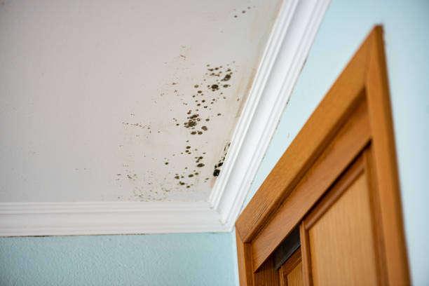 Best Attic Mold Remediation in Rustburg, VA