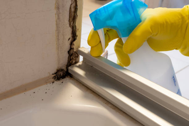 Best Residential Mold Remediation in Rustburg, VA