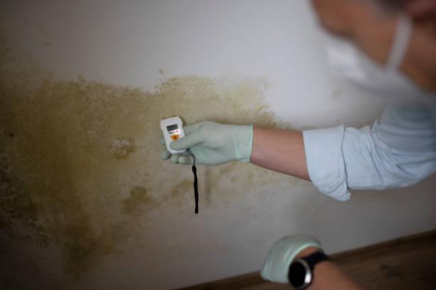 Best Commercial Mold Remediation in Rustburg, VA
