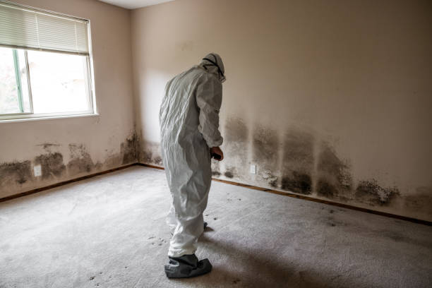 Best Residential Mold Remediation in Rustburg, VA
