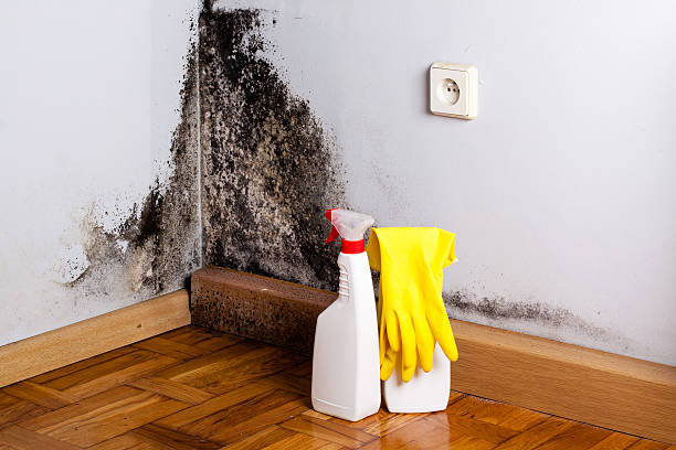 Best Black Mold Remediation in Rustburg, VA