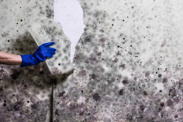 Best Basement Mold Remediation in Rustburg, VA