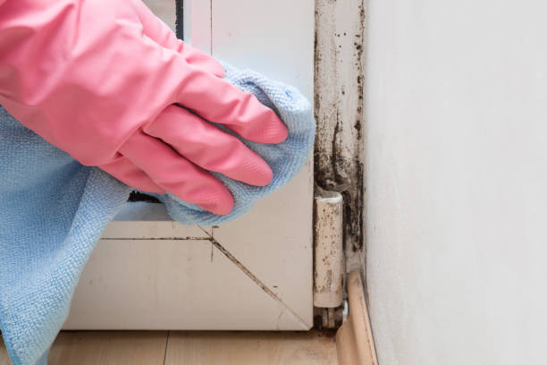 Reliable Rustburg, VA Mold Remediation Solutions