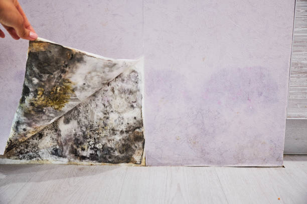 Best Localized Mold Remediation (e.g., coastal areas, humid climates) in Rustburg, VA